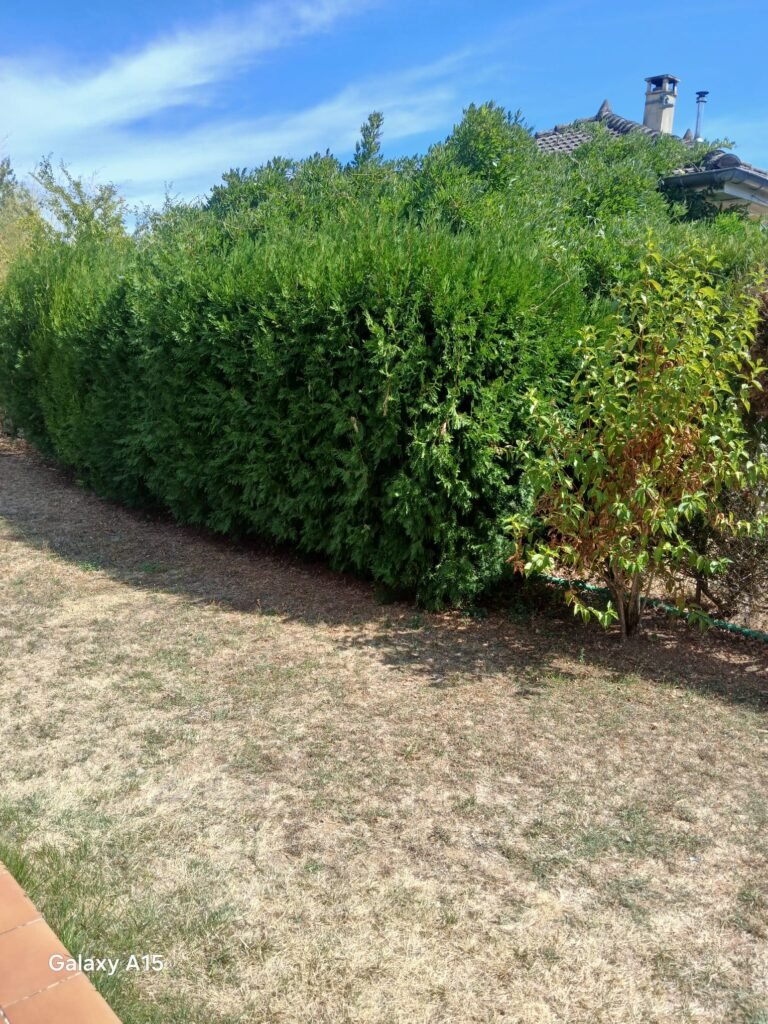 Élagage et taille